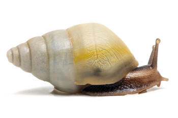 Limicolaria aethiops Nigeria albino shell